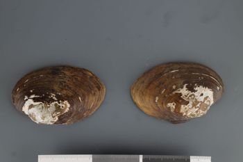 Media type: image;   Malacology 192121 Description: Dry valves;  Aspect: Vo